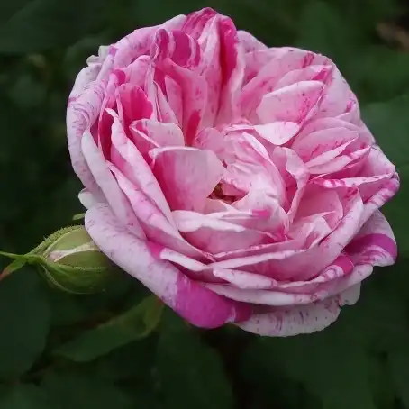 160-180 cm - Trandafiri - Honorine de Brabant - 